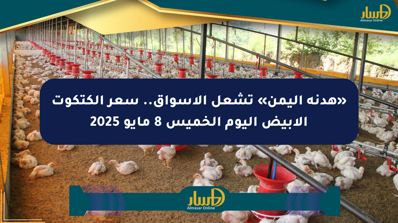 «هدنة اليمن» تشعل الأسواق.. سعر الكتكوت الأبيض اليوم الخميس 8 مايو 2025